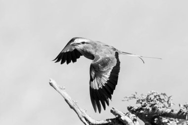 Tek eflatun göğüslü paten kanatları daldan ayrılıyor.