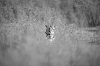 Mono leopar çalılıklardan kamera seyrediyor.