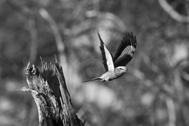 Leylak göğüslü silindir kütükten uçar gider.