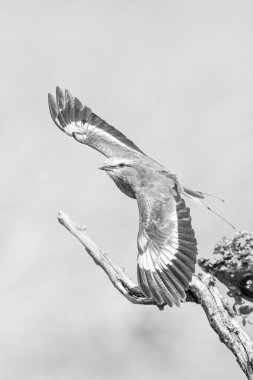 Mono leylak göğüslü paten daldan ayrılarak kanatlarını açar