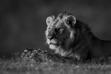 Mono aslanı otların üzerinde eti koruyor.