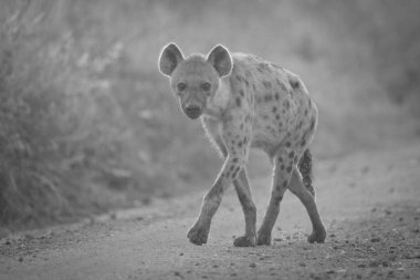 Mono, sırtlanın kameranın önünden geçtiğini fark etti.
