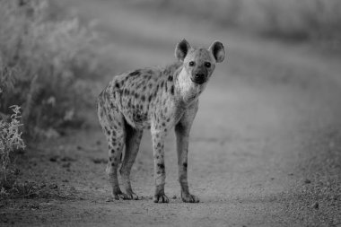 Mono sırtlanın kamerayı yoldan izlediğini fark etti.