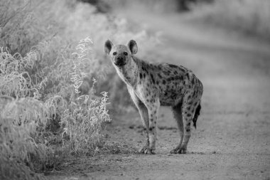 Mono, sırtlanın kamerayı pistten izlediğini fark etti.