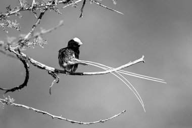 Mono saman kuyruklu, dalında fener olan neden?