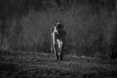 Mono sarı babun kameraya doğru gidiyor.