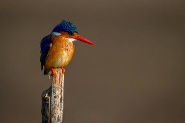 Malachite Kingfisher ahşap direğe bakıyor.