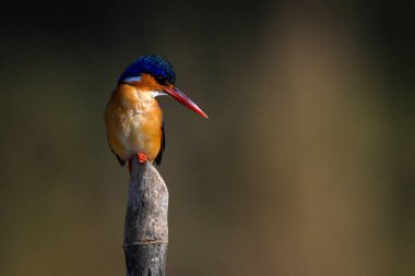 Malachite Kingfisher direğin üstünden bakıyor