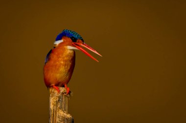 Bambu sırığında gagasını açan Malachite Kingfisher