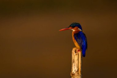 Bambu direğindeki Malachite Kingfisher kamera izliyor