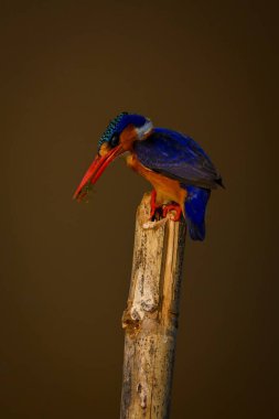 Bambu direğinde yemek tutan Malachite Kingfisher.