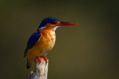 Bambu direğinde gün ışığında Malachite Kingfisher
