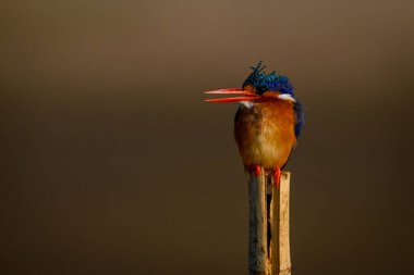 Bambu direğinin açılış faturasında Malachite Kingfisher