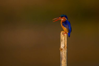 Bambu direğindeki Malachite Kingfisher gagasını açıyor
