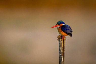 Malachite Kingfisher çatlamış direkte aşağı bakıyor.