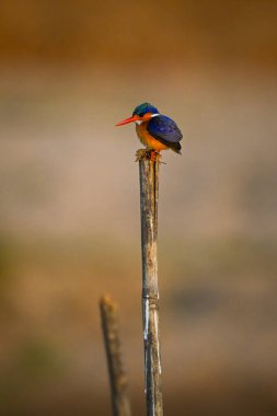 Kırık direkte Malachite Kingfisher aşağı bakıyor.