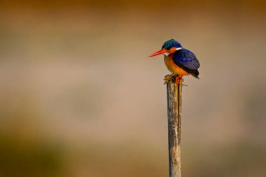 Malachite Kingfisher kırık direkte aşağı bakıyor.