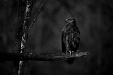 Mono benekli kartal. Yakalayıcı ışığı var.