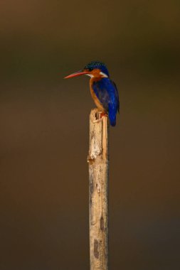 Malachite Kingfisher guano kaplamalı profilde