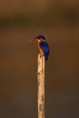 Guano lekeli direkteki Malachite Kingfisher kamerayı izliyor