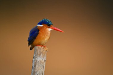 Malachite Kingfisher direğe yaslanmış yüzler üzerinde