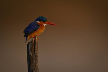 İşaret direğindeki Malachite Kingfisher aşağı bakıyor.