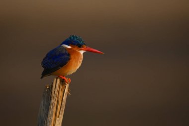 Malachite Kingfisher işaretleme direğinde sağa bakıyor