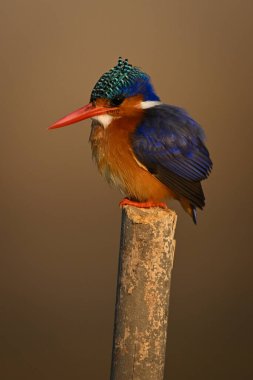 Malachite Kingfisher sol tarafa bakıyor.