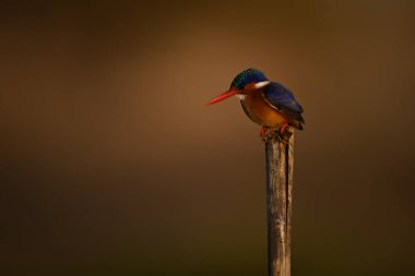 İşaret direğinde Malachite Kingfisher öne eğiliyor