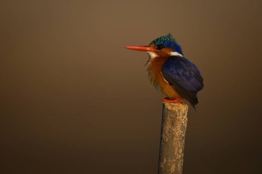 İşaret direğindeki Malachite Kingfisher gagaları kaldırıyor