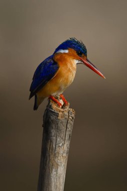 İşaret direğindeki Malachite Kingfisher dik dik bakıyor