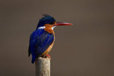 İşaretli direkte Malachite Kingfisher sağa bakıyor