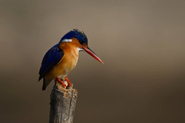 Malachite Kingfisher işaretli direkte aşağı bakıyor.