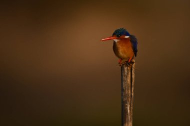 İşaret direğindeki Malachite Kingfisher başını çeviriyor