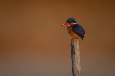 Altın arka planda Malachite Kingfisher