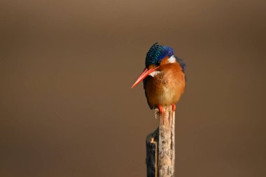 Malachite Kingfisher avını arıyor.