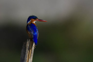 Malachite kral balıkçısı dik dik bakıyor.