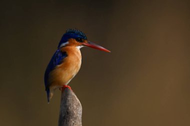 Malachite Kingfisher altın arka planda
