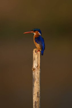 Malachite Kingfisher profil oluşturuldu.