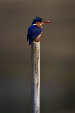 Malachite Kingfisher testereyle dik dik bakıyor.