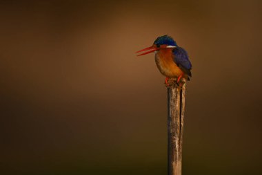 Malachite Kingfisher yarık direkte gagasını açıyor