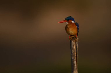 Malachite Kingfisher Yakalayıcı ışıkla parçalanmış direkte