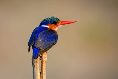 Malachite Kingfisher bölünmüş vaziyette dik dik bakıyor.