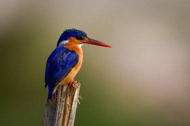 Malachite Kingfisher bölünmüş vaziyette aşağıya bakıyor.