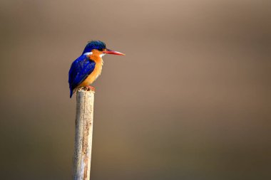 Malachite Kingfisher profil üzerine eğik yazı