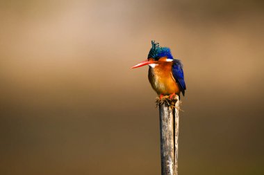 Malachite Kingfisher ahşap gözetleme kamerasında
