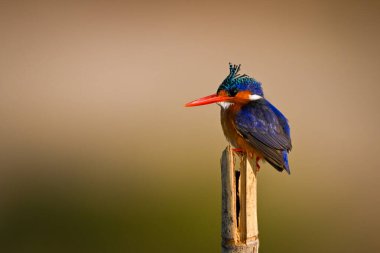 Ahşap direkte Malachite Kingfisher profili
