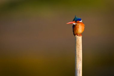 Ahşap direkte Malachite Kingfisher aşağı bakıyor.
