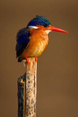 Ahşap direkte Malachite Kingfisher iyi görünüyor.