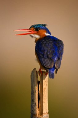 Ağaç direğinin açık gagasında Malachite Kingfisher
